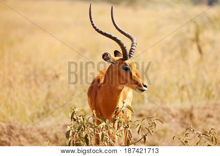 Portrait of male impala with lyre-shaped horns, standing in the savannah of Kenya, Africa