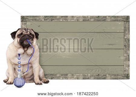 cute pug puppy dog smoking shisha water pipe sitting next to vintage wooden sign isolated on white background