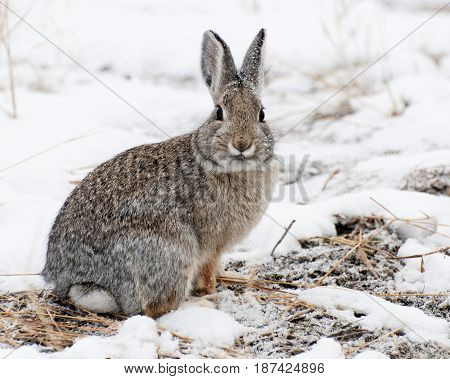 Mountain Cottontail