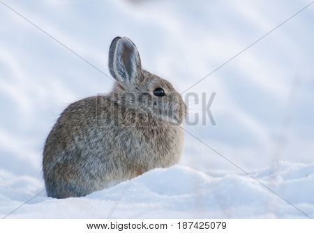 Mountain Cottontail Rabbit On Deep Snow Looking Cold In The Winter Time