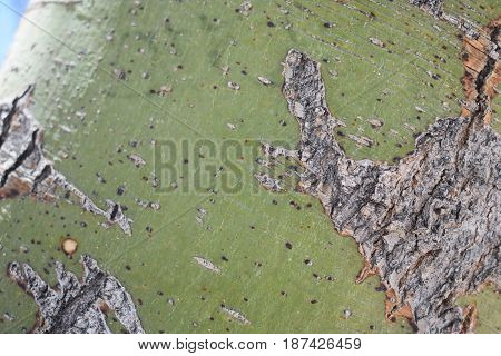 A closeup of a tree trunk, Mesquite
