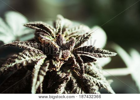 Weed Bud Close Up Stock Photo High Quality