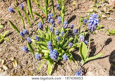 Muscari Flower, Vegan Onion Or Mouse Hyacinth.