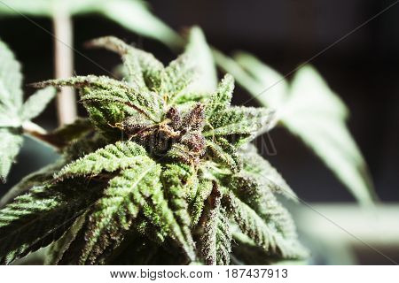 Cannabis Plant Close Up High Quality Stock Photo