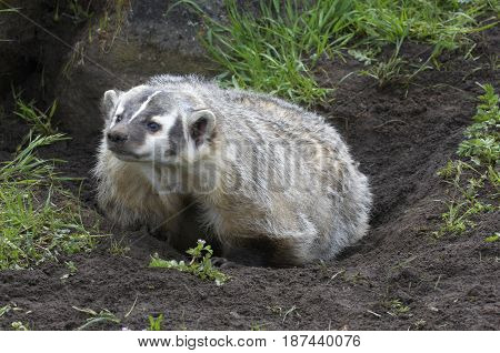American Badger