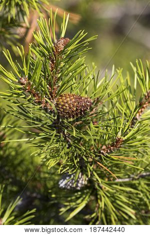 Serotous pine cone on Lodgepole pine in forest