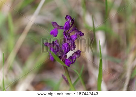 Flower of a green-winged orchid (Anacamptis morio) a wild orchid in Europe.
