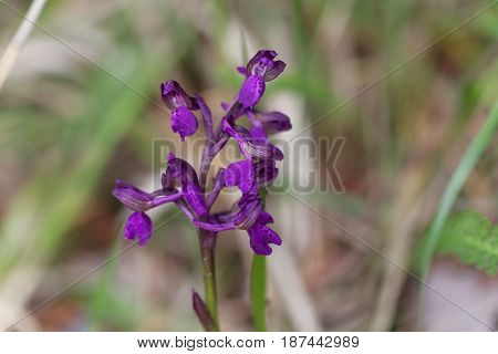Flower of a green-winged orchid (Anacamptis morio) a wild orchid in Europe.