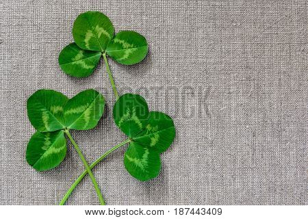 Green Leaves Of Clover On The Background Of Linen Cloth.