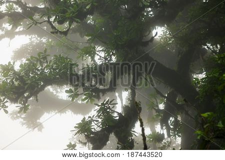 Lush foggy rainforest La Fortuna Costa Rica