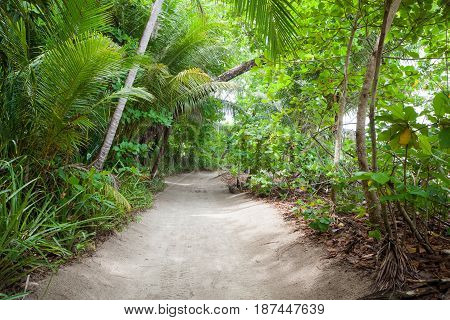 Sand road to the beach in lush tropical forest