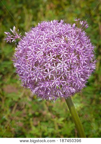 Inflorescence of Allium aflatunense Purple Sensation vertical format
