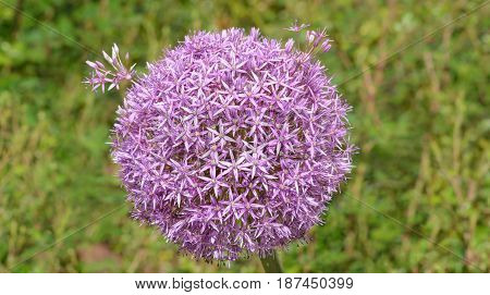 Inflorescence of Allium aflatunense Purple Sensation horizontal format