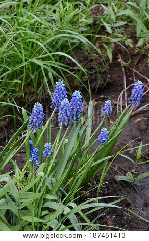 Muscari Or Mouse Hyacinth (muscari Neglectum)