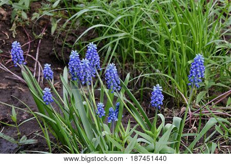 Muscari Or Mouse Hyacinth (muscari Neglectum)