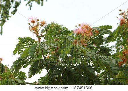 Pink Chamchuri with green leaves on a white background.