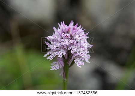 Flower of a three-toothed orchid (Neotinea tridentata) a wild orchid in Europe.