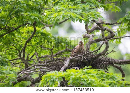 Young tiger heron in treetop nest Costa Rica