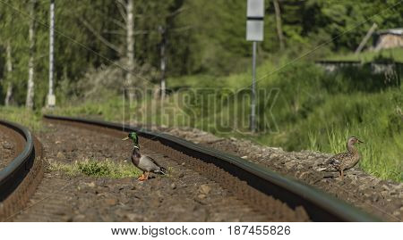 Duck on railway track in sunny spring day