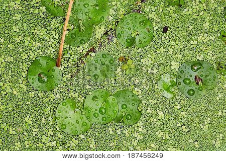 Swamp surface with green water plants