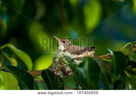 Baby Hummingbird Still In The Nest
