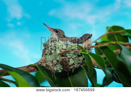 Baby Hummingbird Still In The Nest