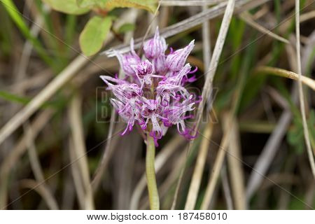 Flower of the Monkey orchid (Orchis simia) a wild orchid in Europe.