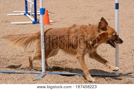 Mixed breed dog running through weave poles on dog agility course