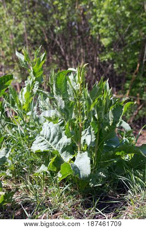 Meadow dock (Rumex obtusifolius L.) plants in the fields.
