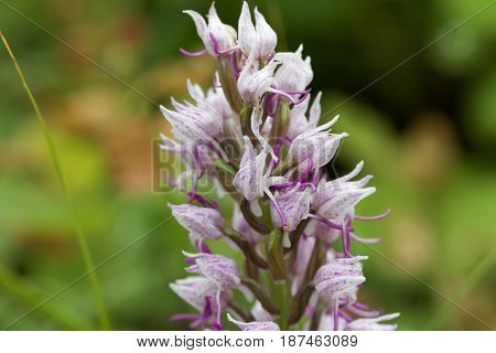 Flower of the Monkey orchid (Orchis simia) a wild orchid in Europe.