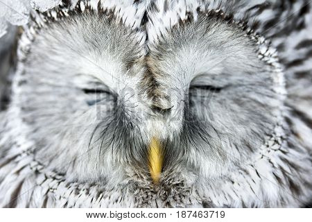 Portrait of a Great Horned Owl. Bird.