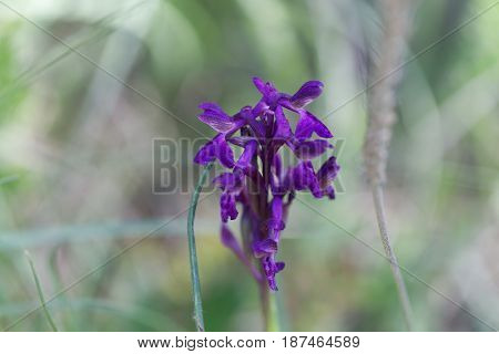 Flower of a green-winged orchid (Anacamptis morio) a wild orchid in Europe.