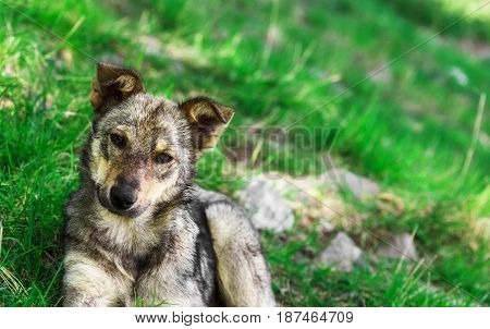 Homeless puppy dog on grass close up.
