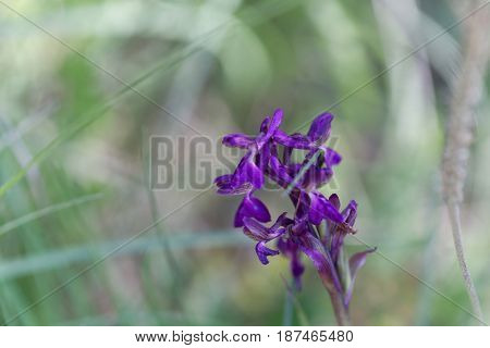 Flower of a green-winged orchid (Anacamptis morio) a wild orchid in Europe.