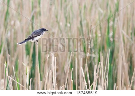 An Eastern Kingbird overlooks the reeds in a wetland.