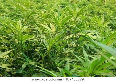 A close-up of an lush indoor marijuana canopy.