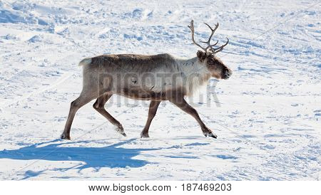 Reindeer grazing in the tundra during winter