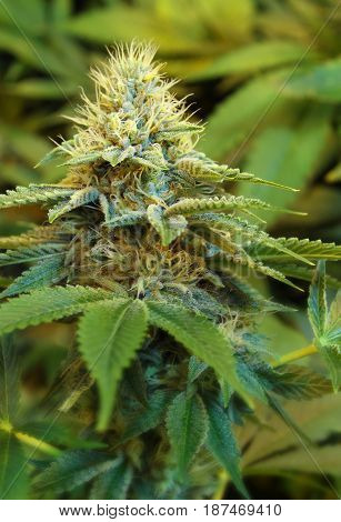 A close-up of a beautiful indoor grown female marijuana flower.
