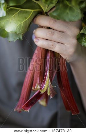 Rhubarb On A Dark Background