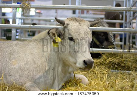 cow of Gascone breed laying on the straw