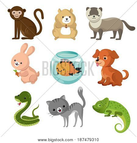Cartoon cute home pets vector collection. Set of pets animal, illustration of cartoon pets lizard, rabbit and snake