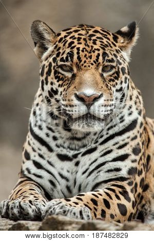Jaguar (Panthera onca). Wildlife animal. 