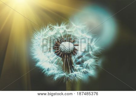 Photo of a dandelion Leontodon closeup on a sunny summer day