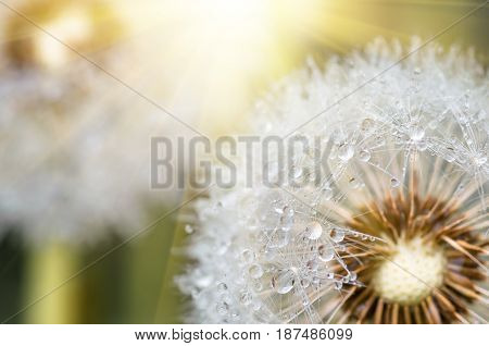 Drops of dew formed in the summer morning on the fuzz of a dandelion flower leontodon