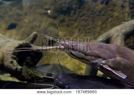 Catfish clarias (clarius) marble in their natural habitat. Clarias gariepinus
