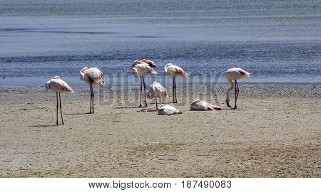 Quartu: overview of salt in the Molentargius Regional Park - Sardinia