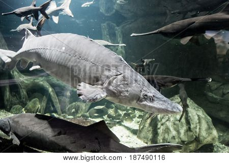 Beluga and other fish in the aquarium. Huso huso. Acipenseridae
