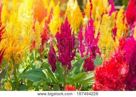 Plumed Cockscomb Blossom Or Celosia Argentea In Beautiful Garden