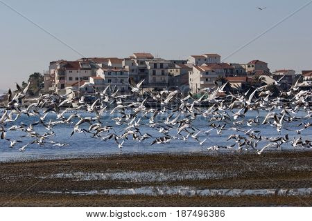 Flock of seagulls in front of village Stobrec on Adriatic coast in Croatia