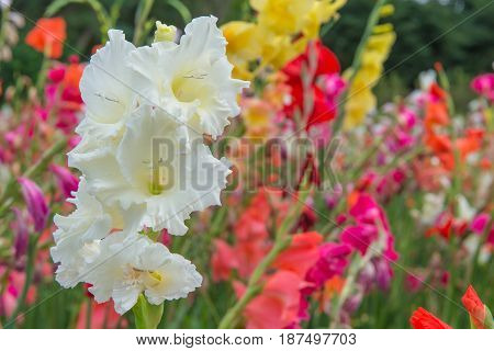 Bunch Of Colorful Gladiolus Flowers In Beautiful Garden